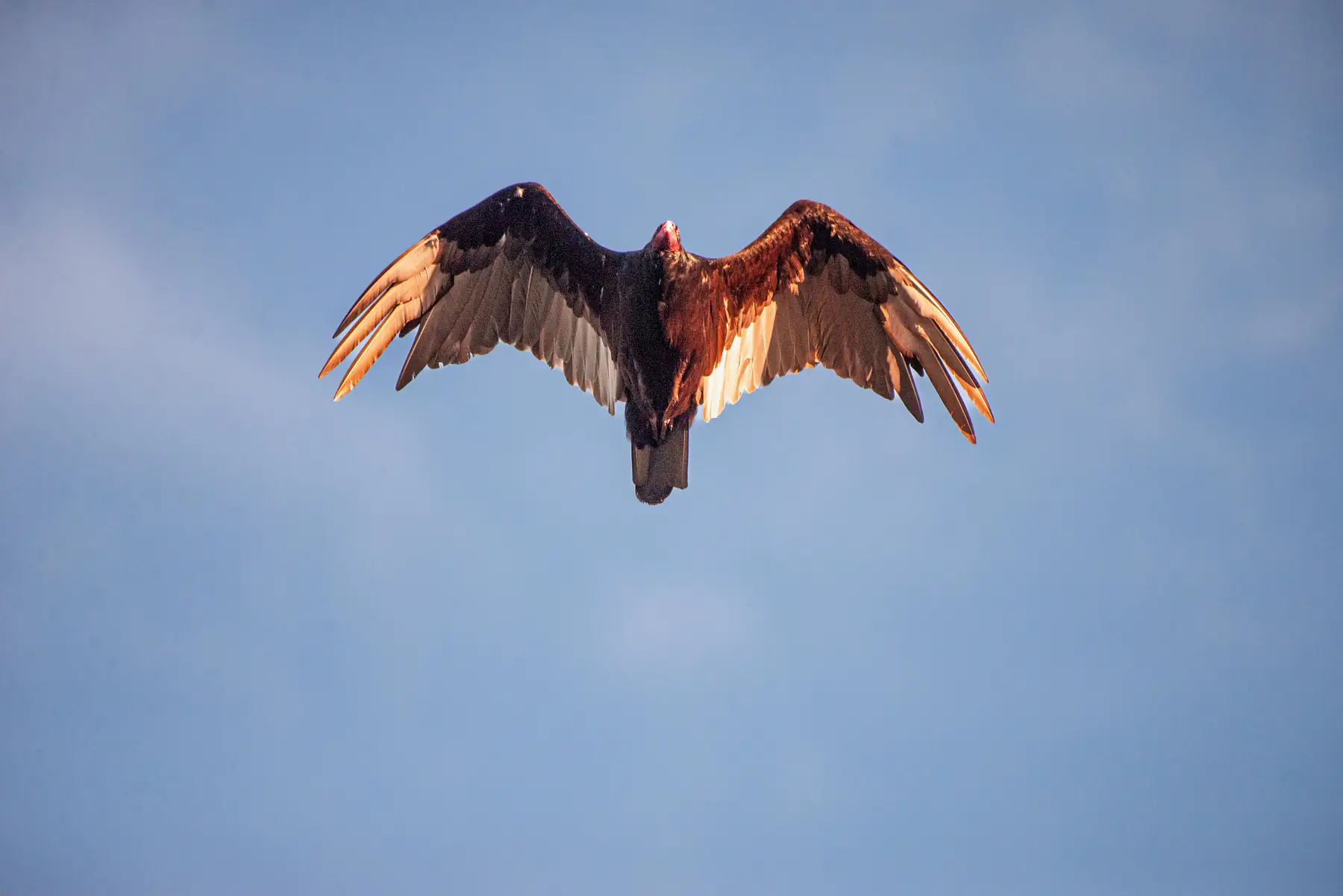 Andean condor in flight