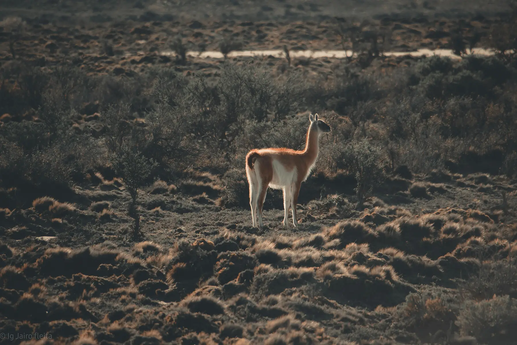 Guanaco on the steppe