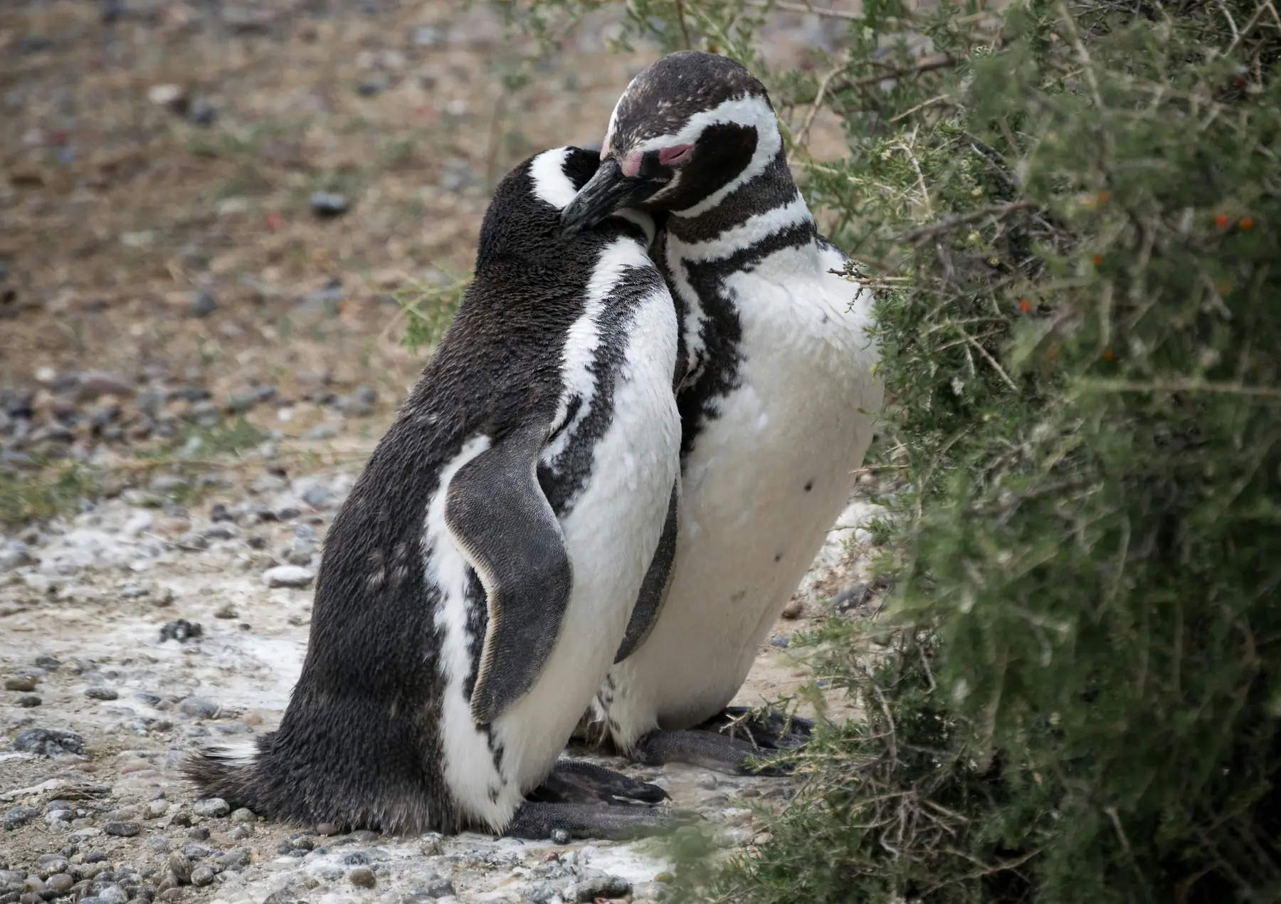 Penguin colony