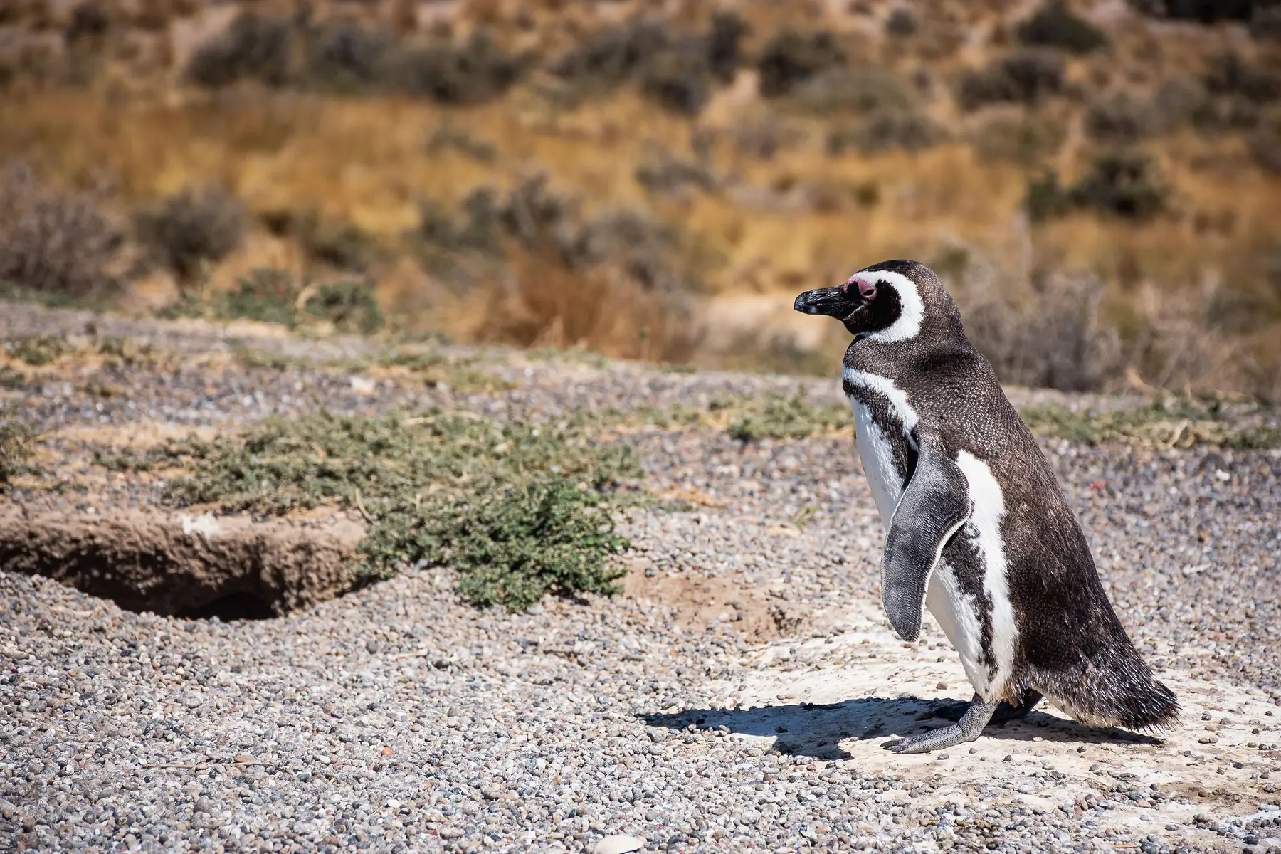 Penguin colony in Patagonia