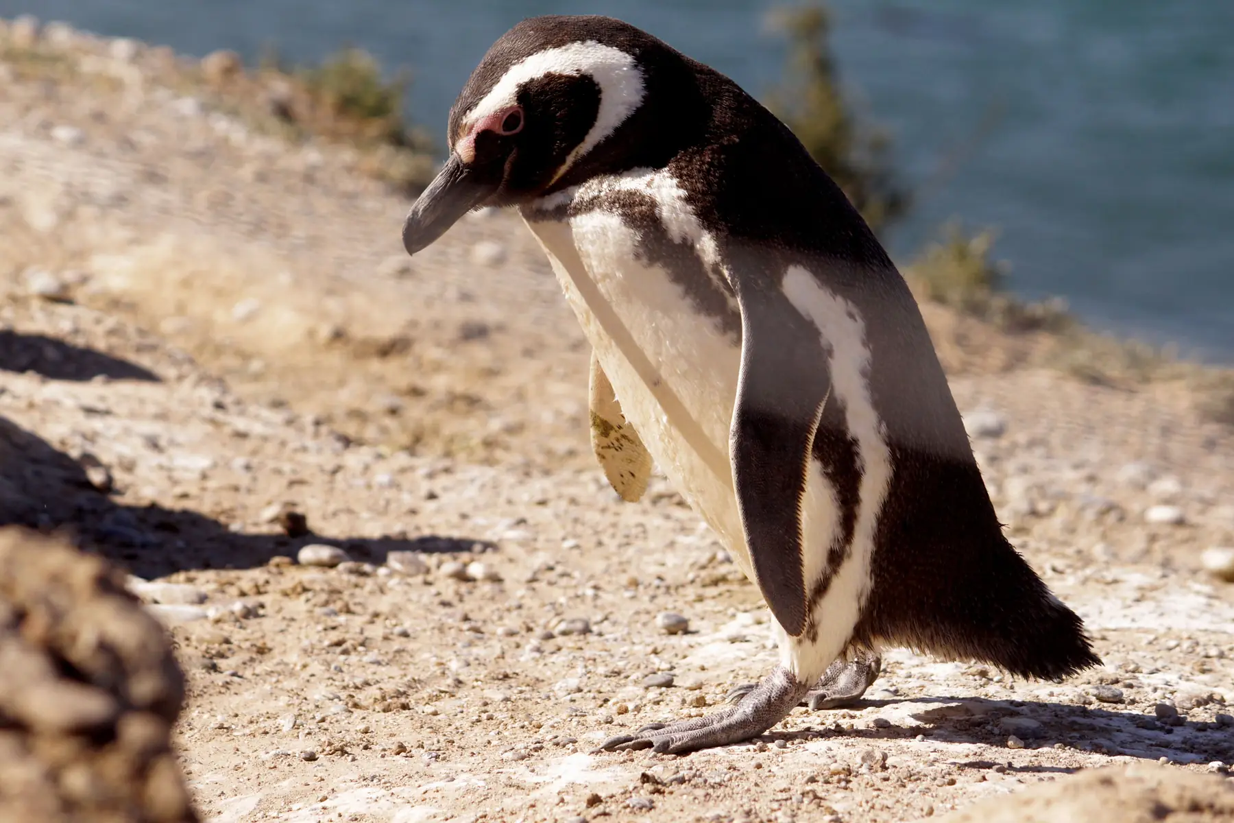 A large Magellanic penguin colony on the rocky coastline of Patagonia.