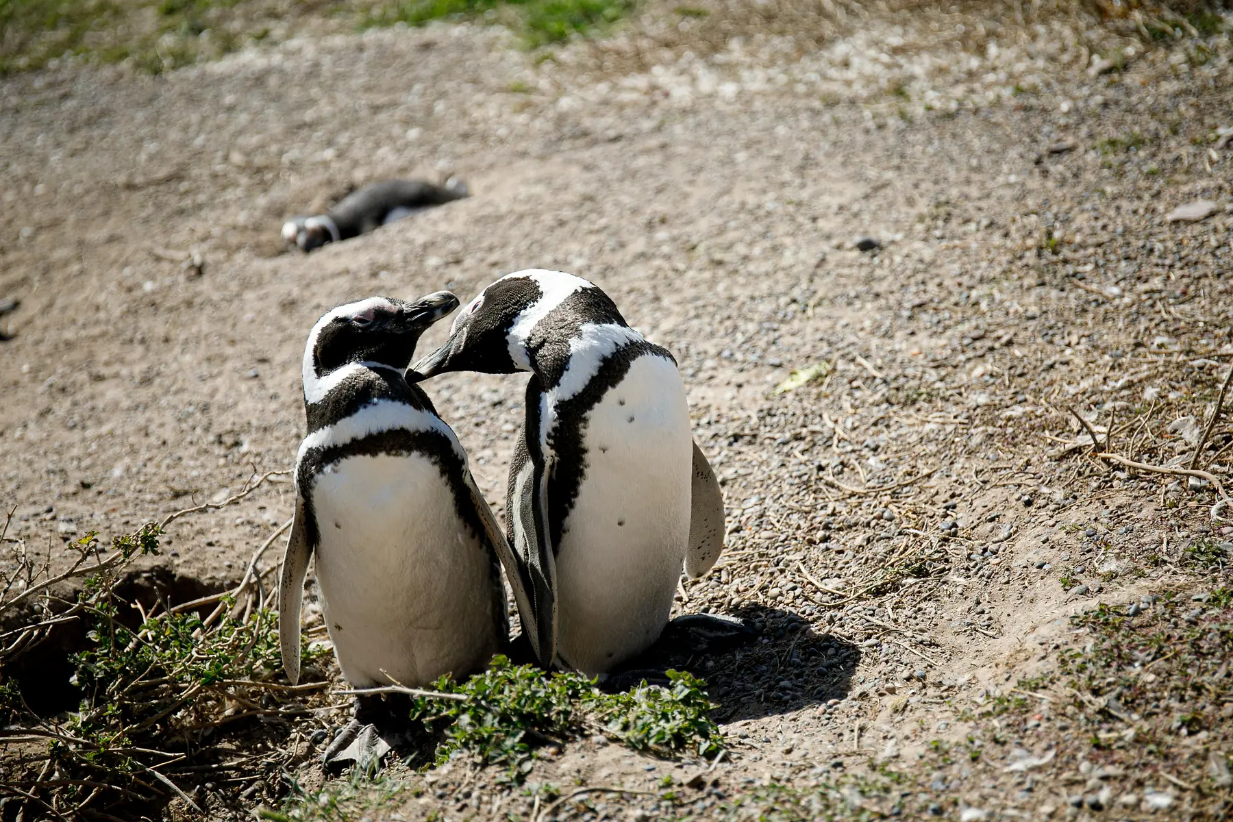 A pair of penguins standing together near their burrow in a nesting colony