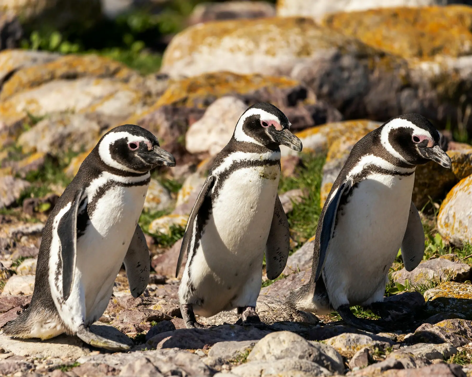 Penguin chicks huddled together in the colony during the breeding season