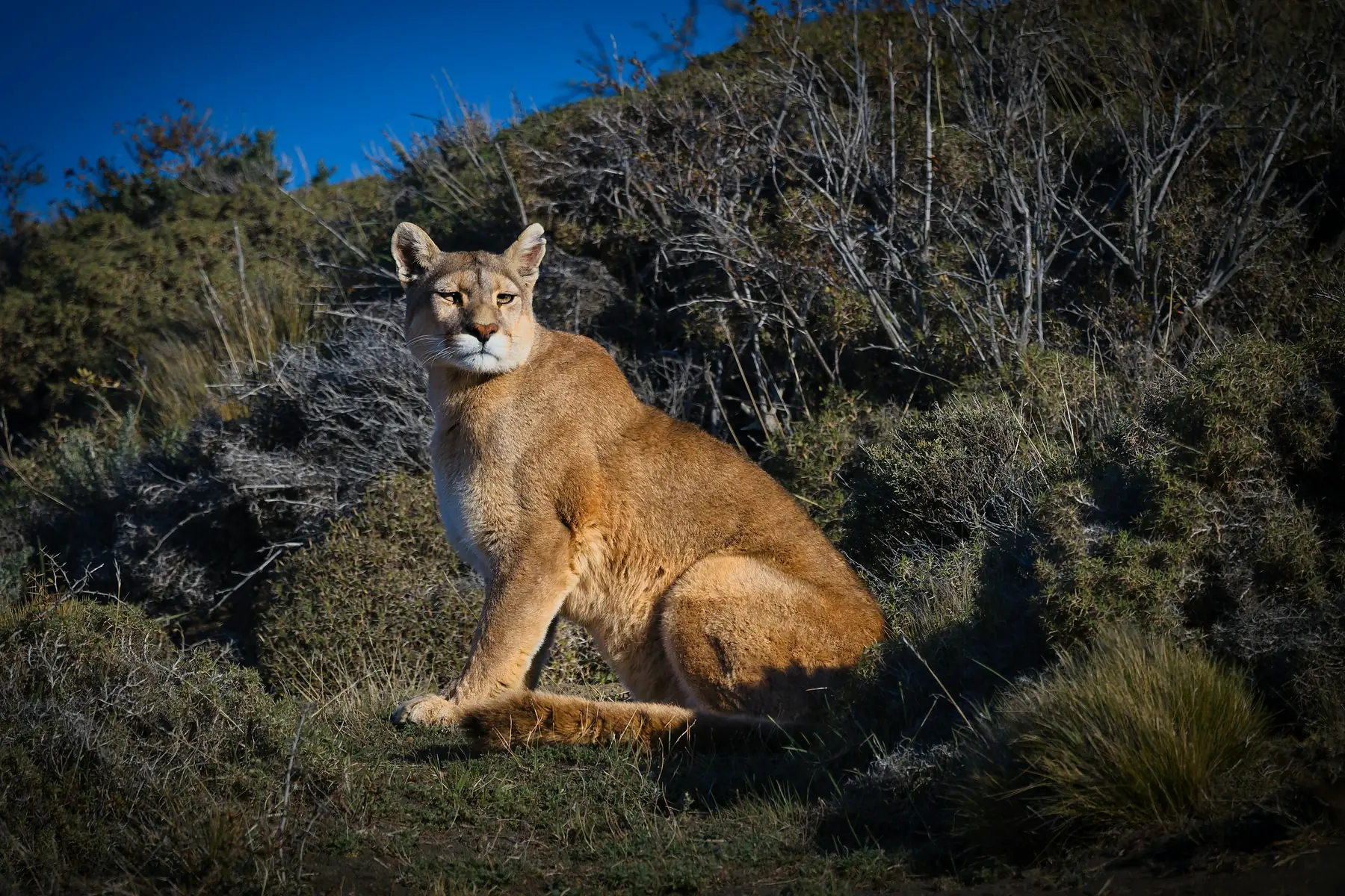 Puma tracking tour