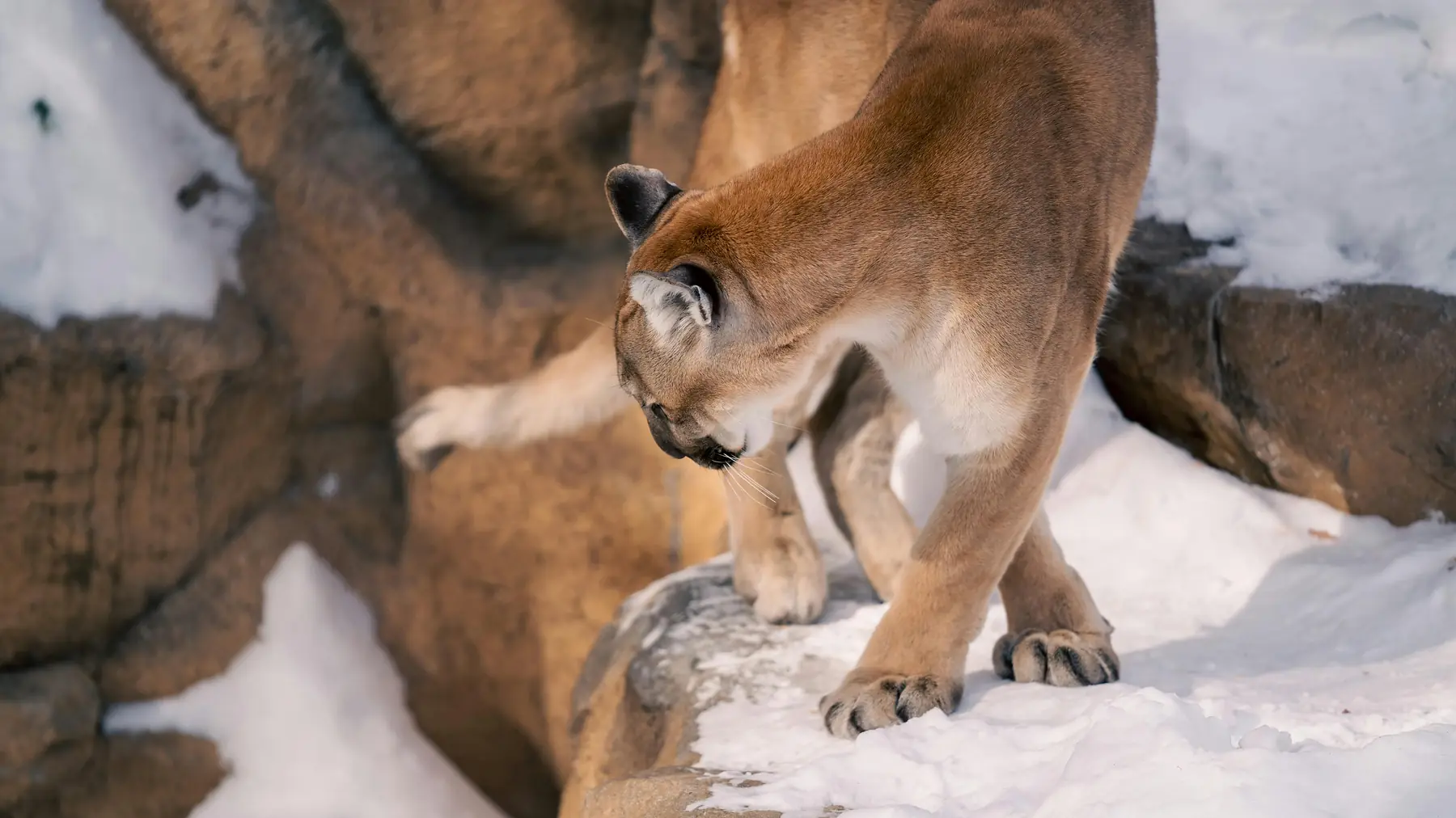 Puma stalking through Torres del Paine
