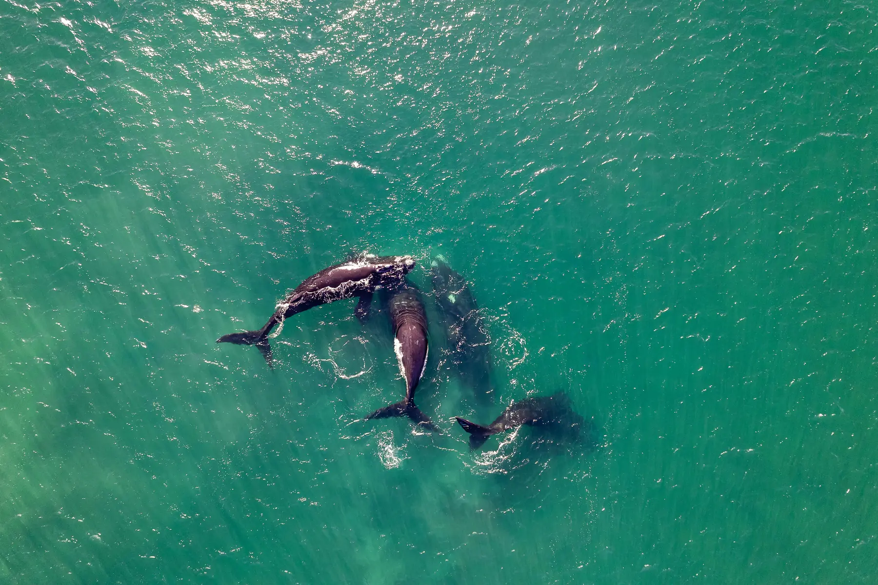 Whale breaching