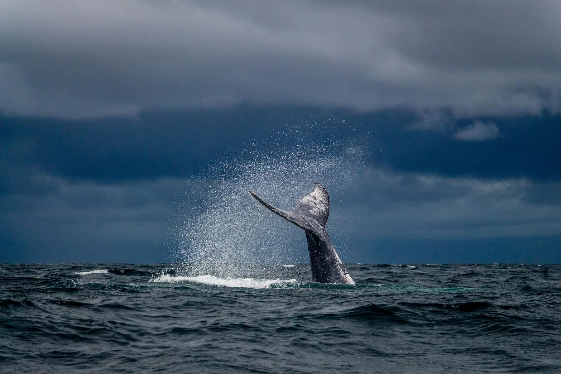 A whale-watching boat approaching a surfacing Southern Right whale in Golfo Nuevo.