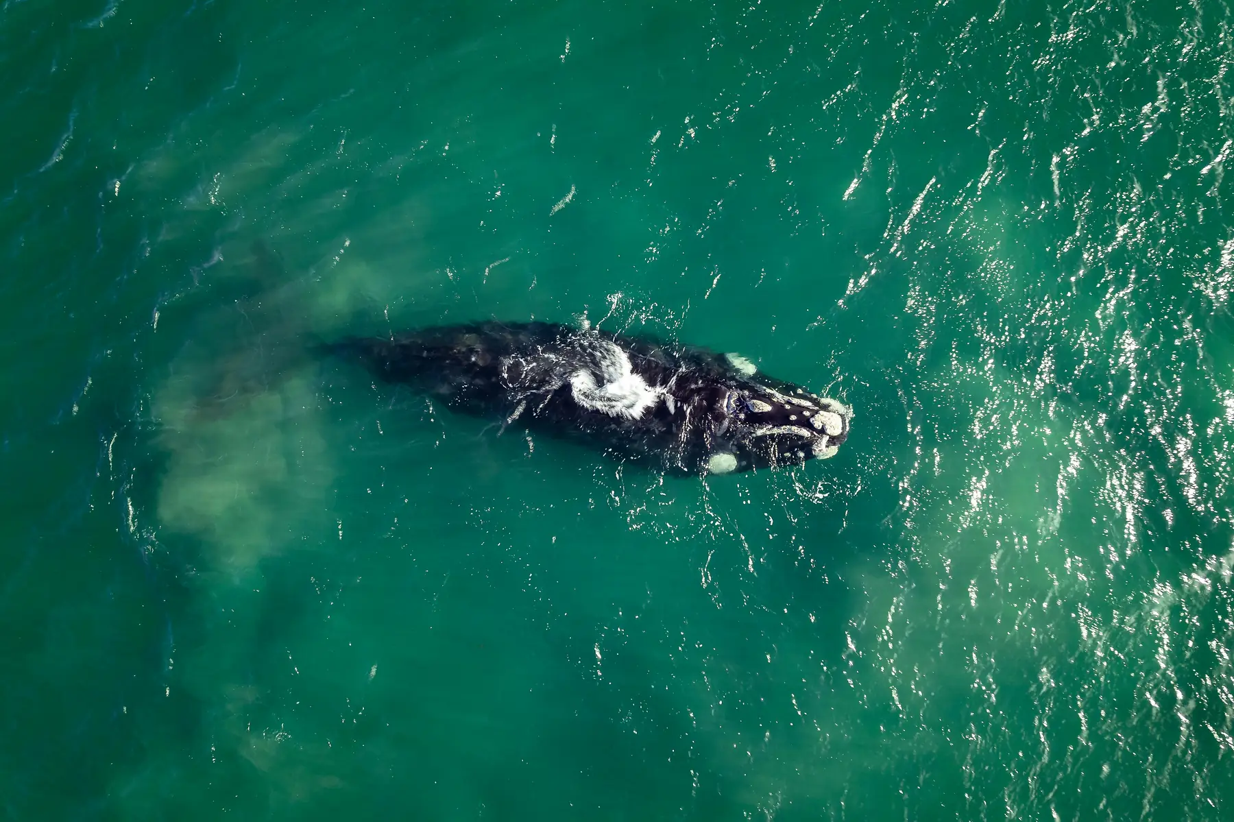 Southern Right Whale in Peninsula Valdés