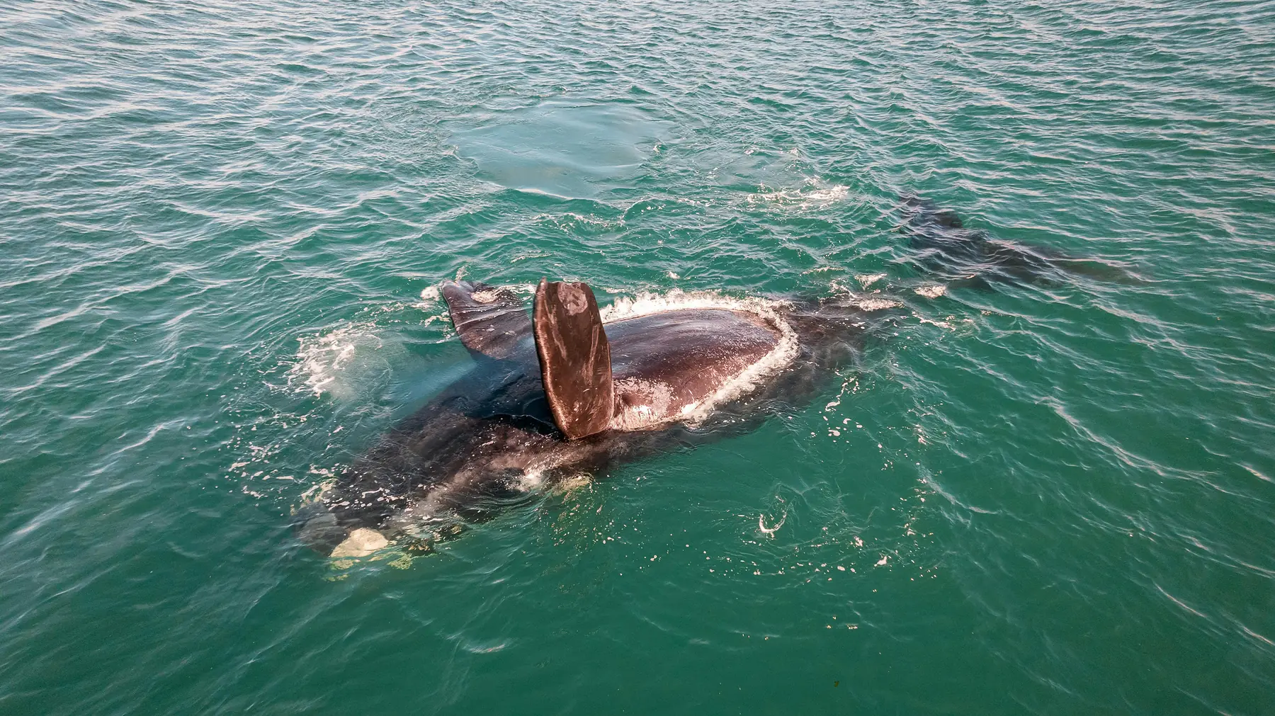 A whale's tail fluke rising above the ocean surface at Peninsula Valdes.