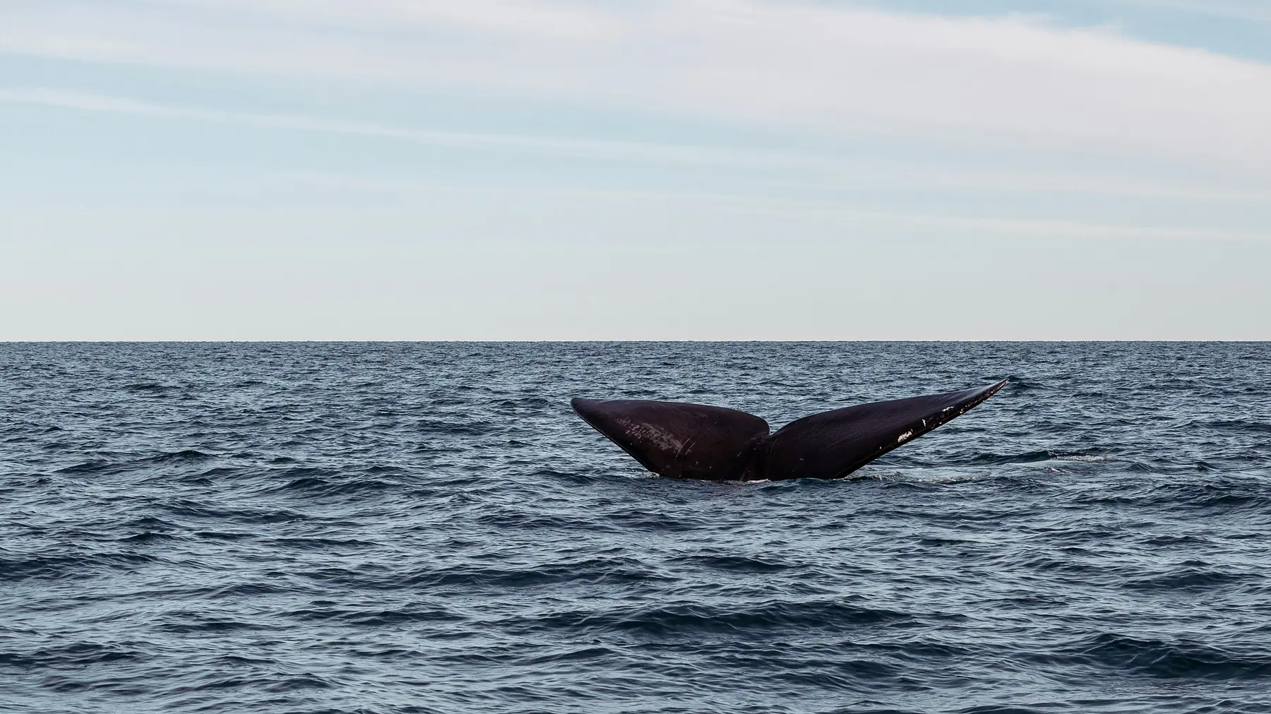 A whale-watching tour boat observing Southern Right whales in the Atlantic waters off Peninsula Valdes.