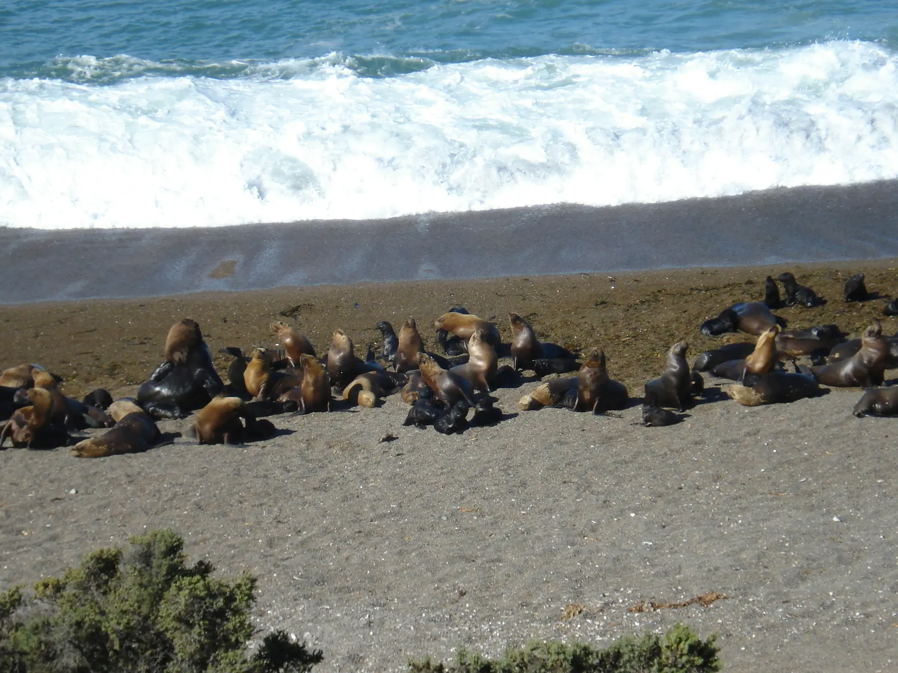 The windswept coastline of Peninsula Valdes near Puerto Madryn.