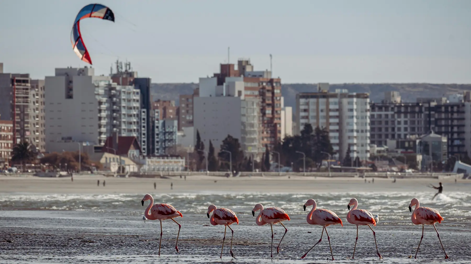 The wildlife-rich coastline of Puerto Madryn and Peninsula Valdes