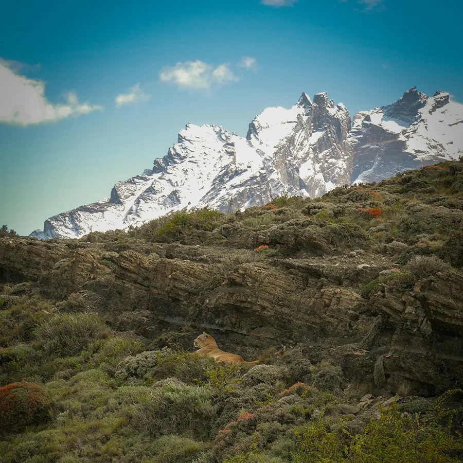 Puma in Torres del Paine