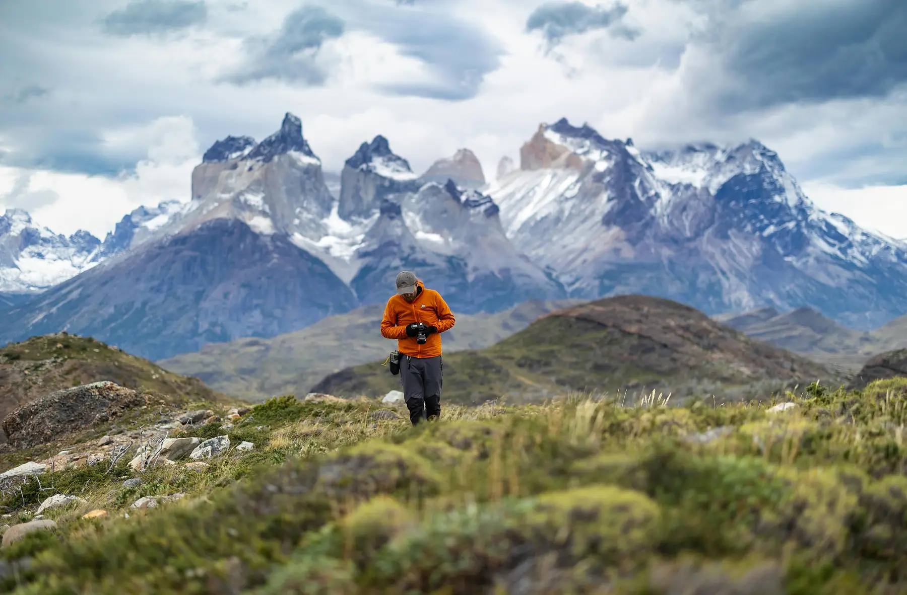 A guanaco grazes on the windswept plains beneath the Torres.